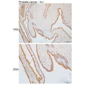 Solarbio K110122P Anti-COPB2 Polyclonal Antibody