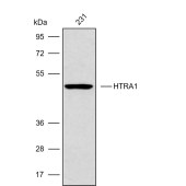 Solarbio K009880P Anti-HTRA1 Polyclonal Antibody