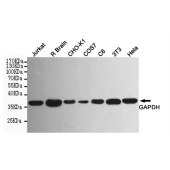Solarbio K000026M Anti-GAPDH(Human specific) Monoclonal Antibody