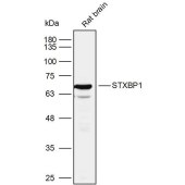 Solarbio K110077P Anti-STXBP1 Polyclonal Antibody