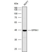 Solarbio K110485P Anti-GFRA1 Polyclonal Antibody