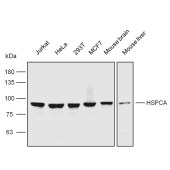 Solarbio K106929P Anti-HSP90AA1 Polyclonal Antibody