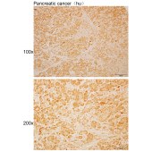 Solarbio K110506P Anti-ADSS2 Polyclonal Antibody