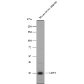 Solarbio K009775P Anti-UCP1 Polyclonal Antibody