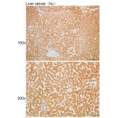 Solarbio K109931P Anti-STXBP6 Polyclonal Antibody