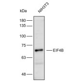 Solarbio K112296P Anti-EIF4B Polyclonal Antibody