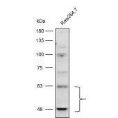 Solarbio K112266P Anti-SHC1 Polyclonal Antibody