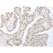 Solarbio K009837P Anti-RPS27L Polyclonal Antibody