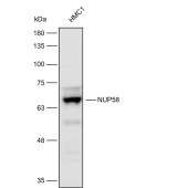 Solarbio K112246P Anti-NUP58 Polyclonal Antibody