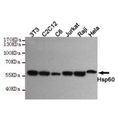 Solarbio K000150M Anti-HSPD1 Monoclonal Antibody