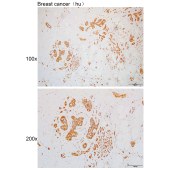 Solarbio K110044P Anti-RANGAP1 Polyclonal Antibody