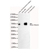 Solarbio K001371M Anti-ALB Monoclonal Antibody