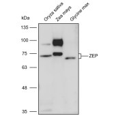 Solarbio K900022P Anti-ZEP polyclonal Antibody for Plant