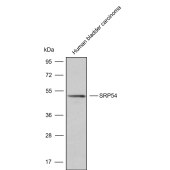 Solarbio K009806P Anti-SRP54 Polyclonal Antibody