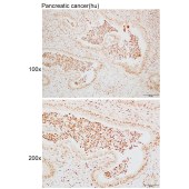 Solarbio K110064P Anti-HNRNPA1 Polyclonal Antibody