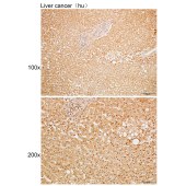 Solarbio K109933P Anti-MRPS34 Polyclonal Antibody
