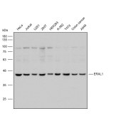 Solarbio K112251P Anti-ERAL1 Polyclonal Antibody