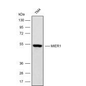 Solarbio K009833P Anti-MIER1 Polyclonal Antibody