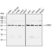 Solarbio K110095P Anti-G3BP1 Polyclonal Antibody