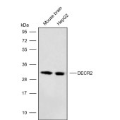 Solarbio K009818P Anti-DECR2 Polyclonal Antibody