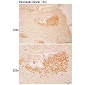 Solarbio K112301P Anti-MPV17 Polyclonal Antibody