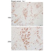 Solarbio K110101P Anti-NXF3 Polyclonal Antibody