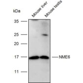 Solarbio K109929P Anti-NME6 Polyclonal Antibody