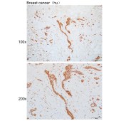 Solarbio K110111P Anti-TBC1D19 Polyclonal Antibody