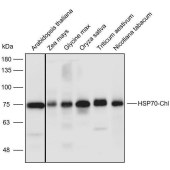 Solarbio K900005P Anti-HSP70-6 polyclonal Antibody for Plant