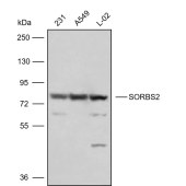 Solarbio K009855P Anti-SORBS2 Polyclonal Antibody