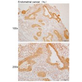 Solarbio K110010P Anti-PA2G4 Polyclonal Antibody