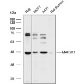 Solarbio K109953P Anti-MAP2K1 Polyclonal Antibody