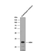 Solarbio K800010M Anti-ABI4 Monoclonal Antibody for Plant