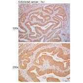 Solarbio K110485P Anti-GFRA1 Polyclonal Antibody