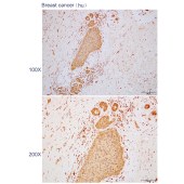 Solarbio K110340P Anti-NINL Polyclonal Antibody