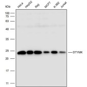 Solarbio K110358P Anti-DTYMK Polyclonal Antibody