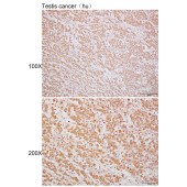 Solarbio K110336P Anti-NAP1L1 Polyclonal Antibody