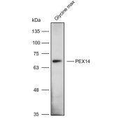Solarbio K900013P Anti-PEX14 polyclonal Antibody for Plant