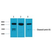 Solarbio K000481P Anti-LMNB1 Polyclonal Antibody