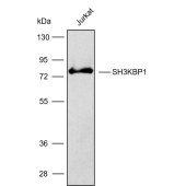 Solarbio K009804P Anti-SH3KBP1 Polyclonal Antibody