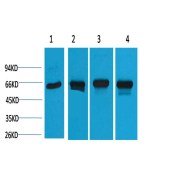 Solarbio K000489P Anti-HSPD1 Polyclonal Antibody