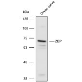 Solarbio K900023P Anti-ZEP polyclonal Antibody for Plant
