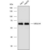 Solarbio K112413P Anti-UBQLN4 Polyclonal Antibody