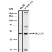 Solarbio K110038P Anti-PYROXD1 Polyclonal Antibody