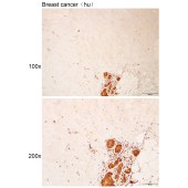 Solarbio K112218P Anti-M1AP Polyclonal Antibody