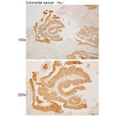 Solarbio K110469P Anti-ATP1A1 Polyclonal Antibody