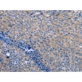 Solarbio K009903P Anti-LXN Polyclonal Antibody