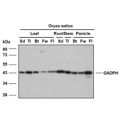 Solarbio K800012P Anti-OsGAPDH Polyclonal Antibody