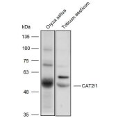 Solarbio K900016P Anti-CAT2/1 polyclonal Antibody for Plant