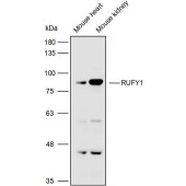 Solarbio K110382P Anti-RUFY1 Polyclonal Antibody